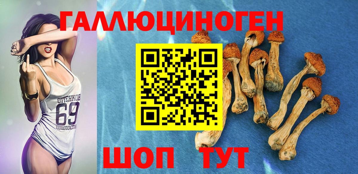 Псилоцибиновые грибы Cubensis Кропоткин